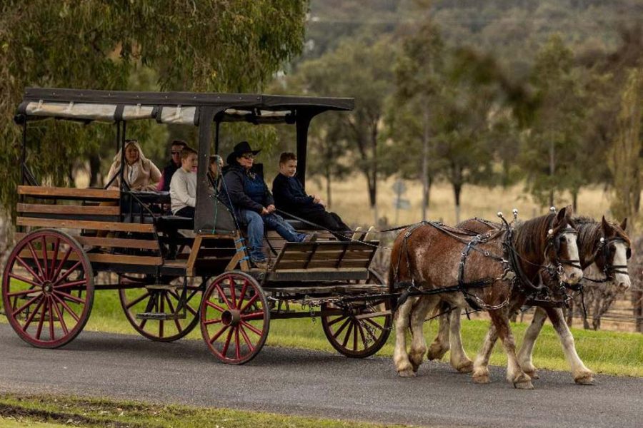 悉尼猎人谷酒庄马车体验Hunter Valley Horse Carriage