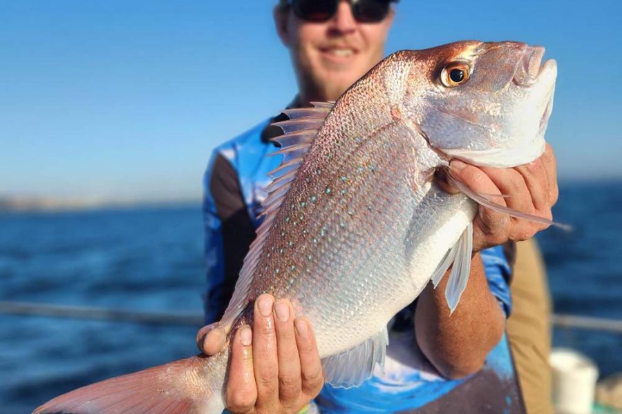 悉尼海港出海半日海钓之旅 Sydney Reef Fishing